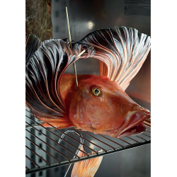 ARMADIO FROLLATURA PESCE